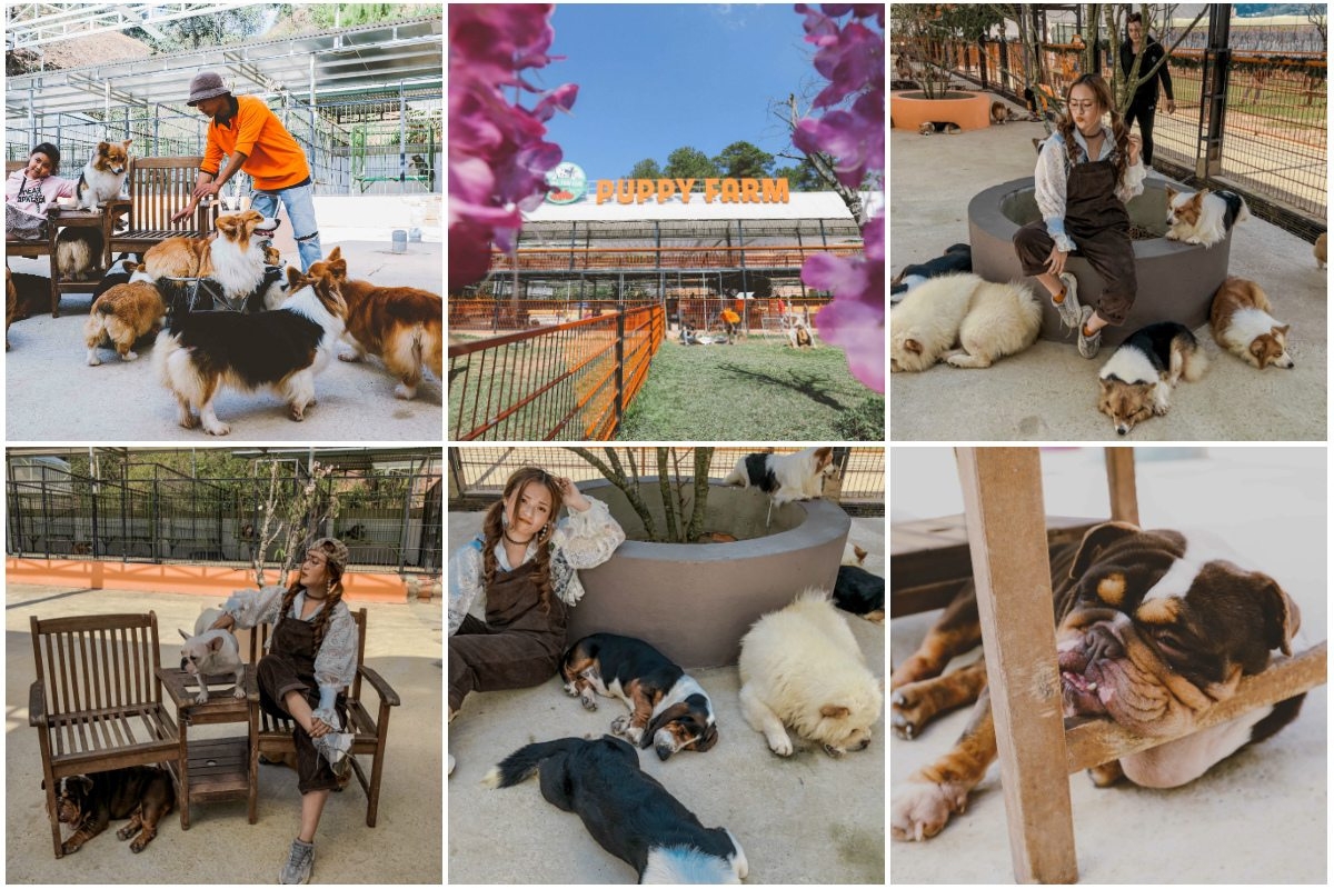 Nông trại cún – Puppy Farm Đà Lạt